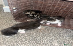 British Shorthair cats for sale: Kittens for rehoming - Advert 3