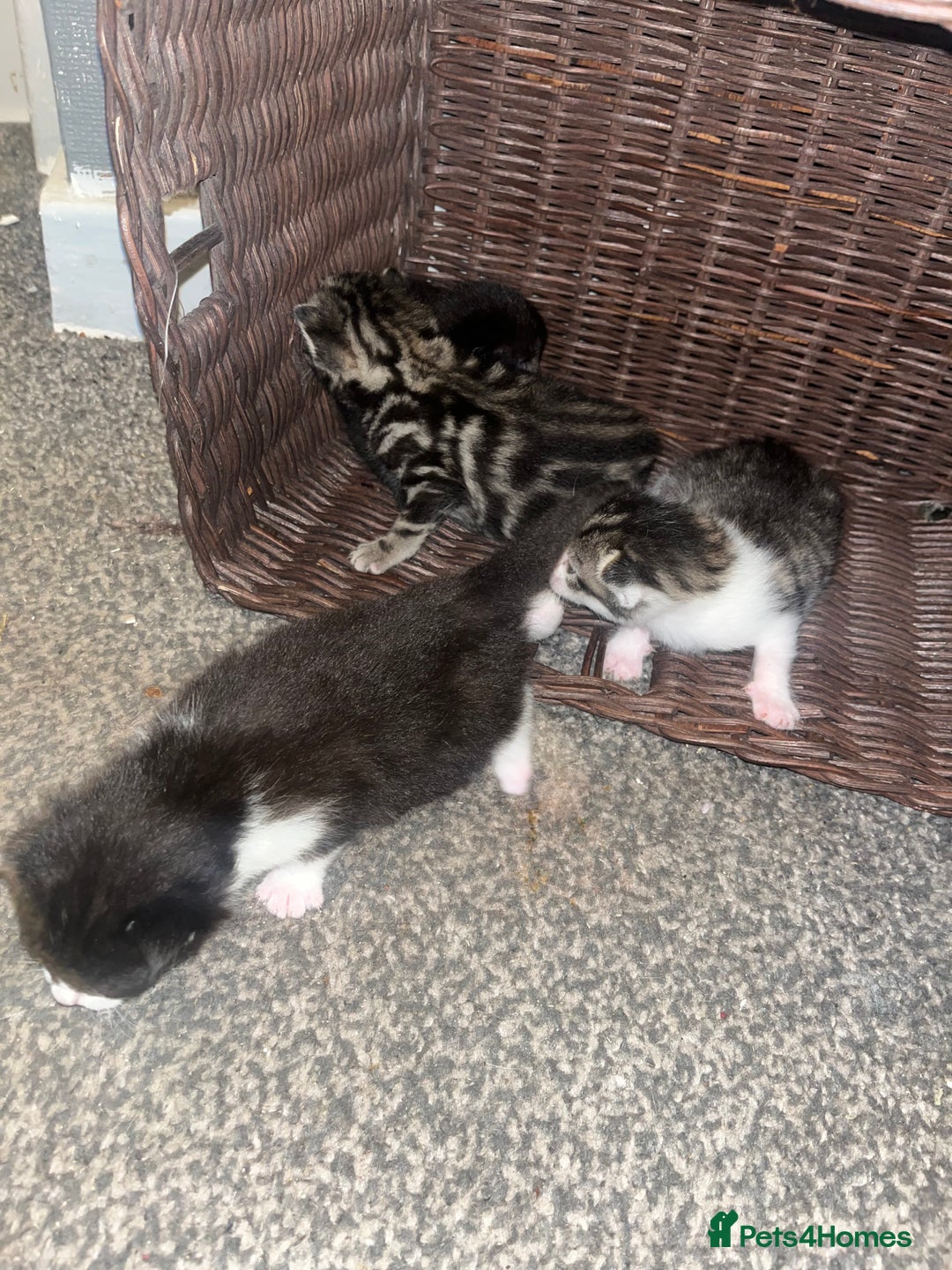 British Shorthair cats for sale: Kittens for rehoming - Advert 3