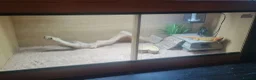 Bearded Dragon reptiles for sale: Adult male + female package - Advert 12