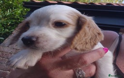 Sprocker dogs for sale: 5 Sprocker Puppies  - Image 1