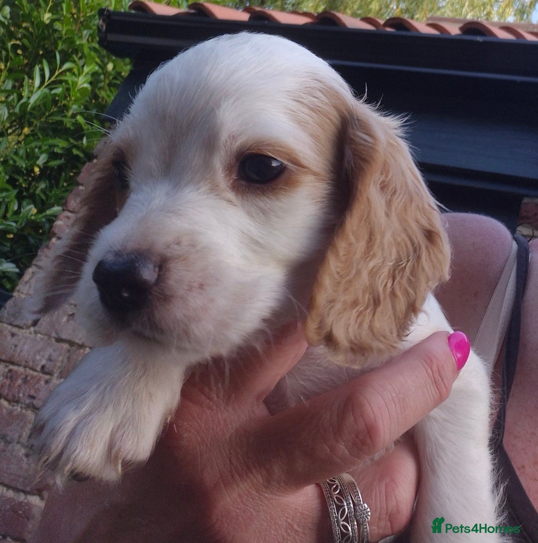 Sprocker dogs for sale: 5 Sprocker Puppies  - Image 1