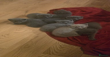 British Shorthair cats - Advert 10