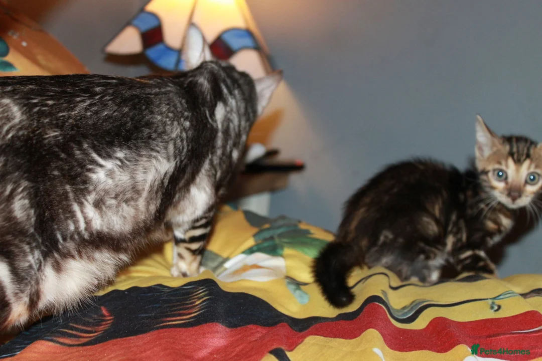 Bengal cats for sale: Four Bengal Kittens for Sale. TICA Pedigree Reg'd - Advert 2