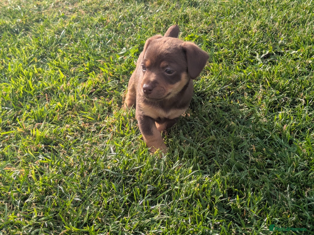 Jack Russell dogs for sale: Jack Russell puppies small breed  - Image 3