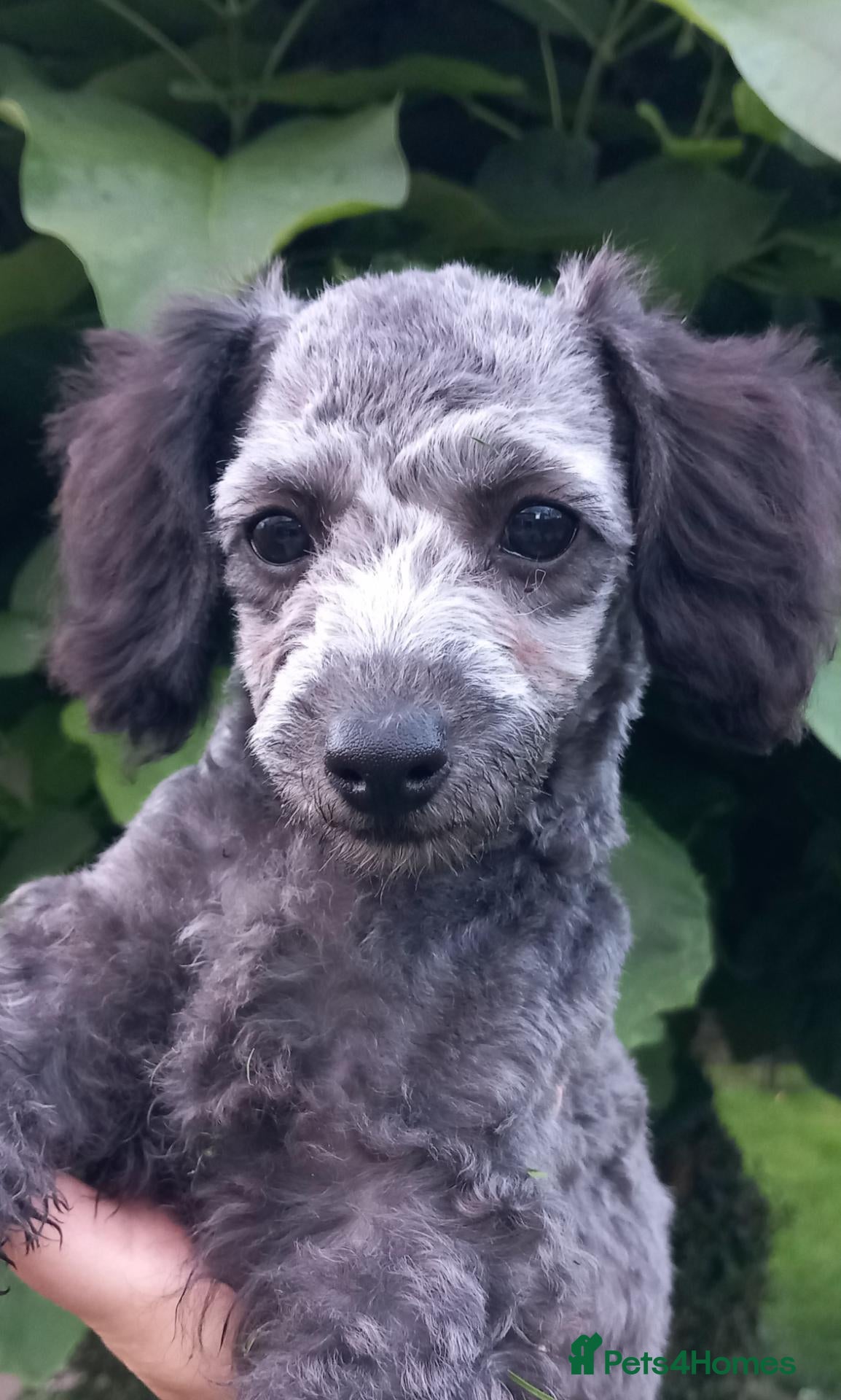 Toy Poodle dogs ❤️‍🔥Silver toy poodle girl❤️‍🔥 - Advert 1