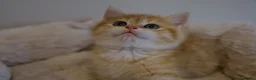 British Shorthair cats for sale: BSH Golden boys TICA Reg  - Advert 14