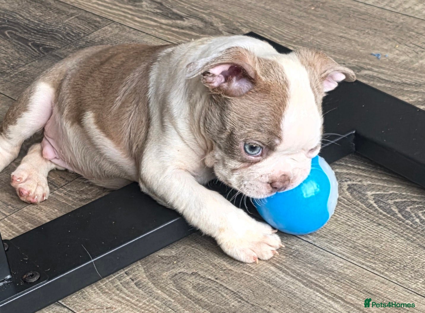 Boston Terrier dogs Stunning KC registered Boston Terrier puppies - Advert 1