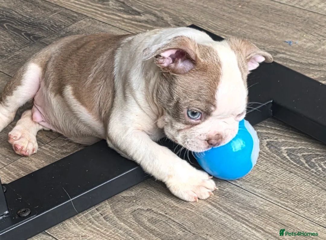 Boston Terrier dogs for sale: Ready now Stunning KC Boston Terrier puppies - Advert 2