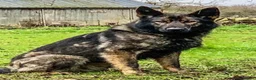 German Shepherd dogs for sale: Working line Czech shepherd puppies  - Advert 1