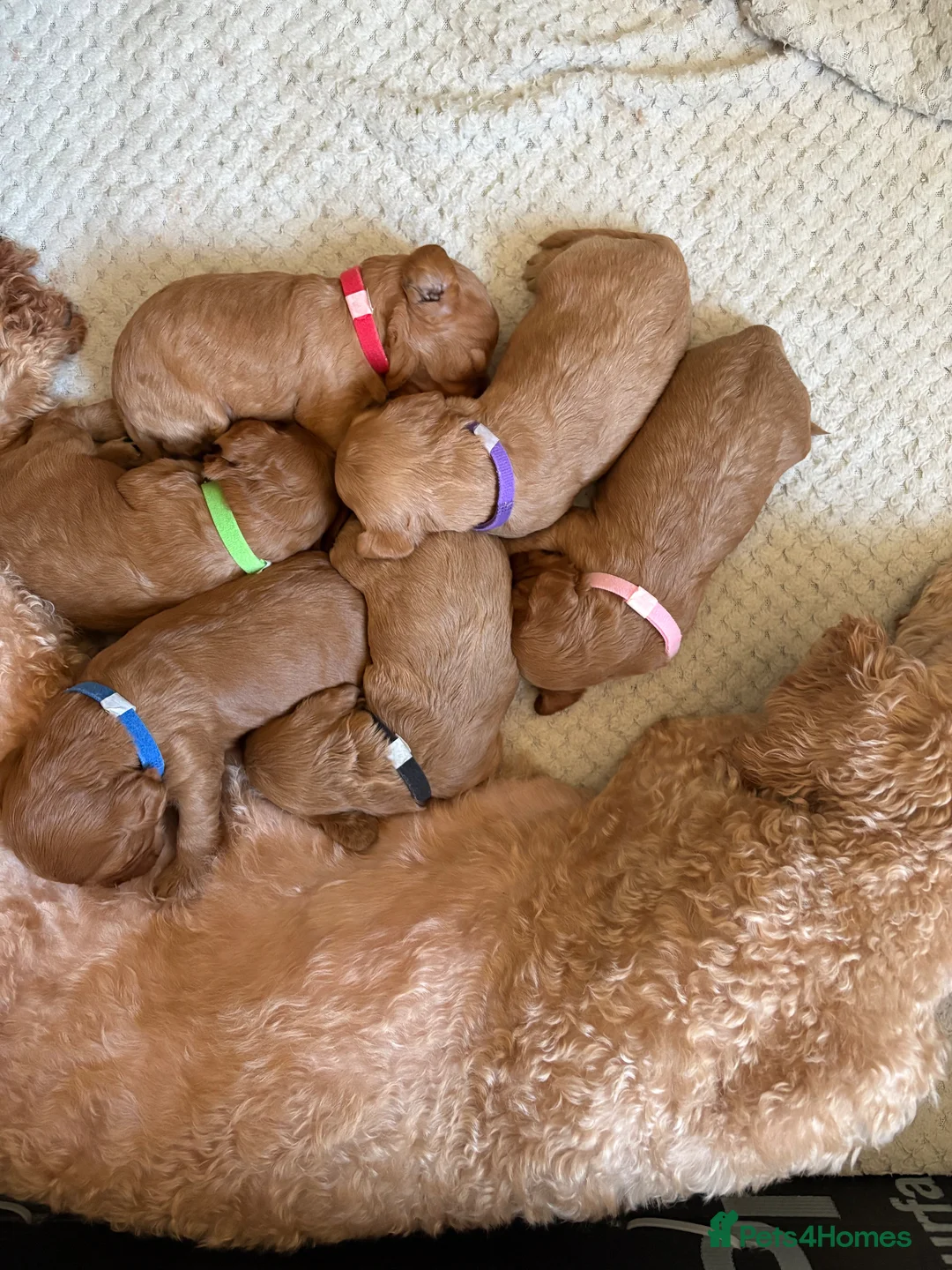 Cavapoo dogs for sale: Cavapoos K C reg parents health tested - Advert 1