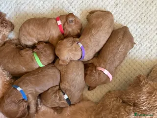 Cavapoo dogs Cavapoos K C reg parents health tested - Advert 16