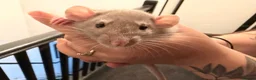 Rat rodents for sale: Adorable baby dumbo rats  - Advert 26