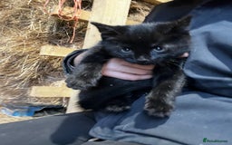 Mixed Breed cats for sale: Mixed coloured kittens looking for new homes!  - Image 6
