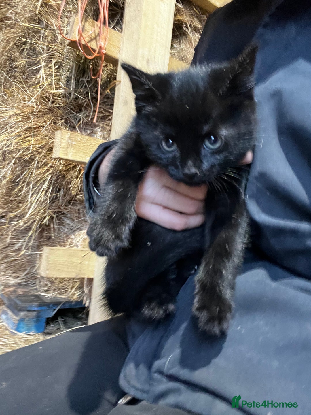 Mixed Breed cats for sale: Mixed coloured kittens looking for new homes!  - Image 6