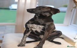 Mixed Breed dogs for adoption: Pretty Pretzel - Image 7