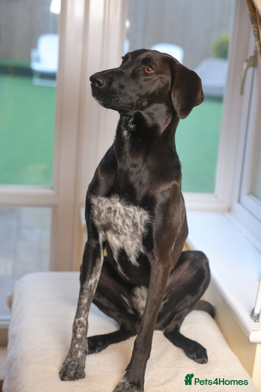 Mixed Breed dogs for adoption: Pretty Pretzel - Image 7