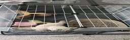 Ragdoll cats for sale: 2 adorable female sealpoint kittens - Advert 12
