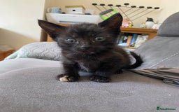 British Shorthair cats for sale: Gorgeous kittens - Image 6
