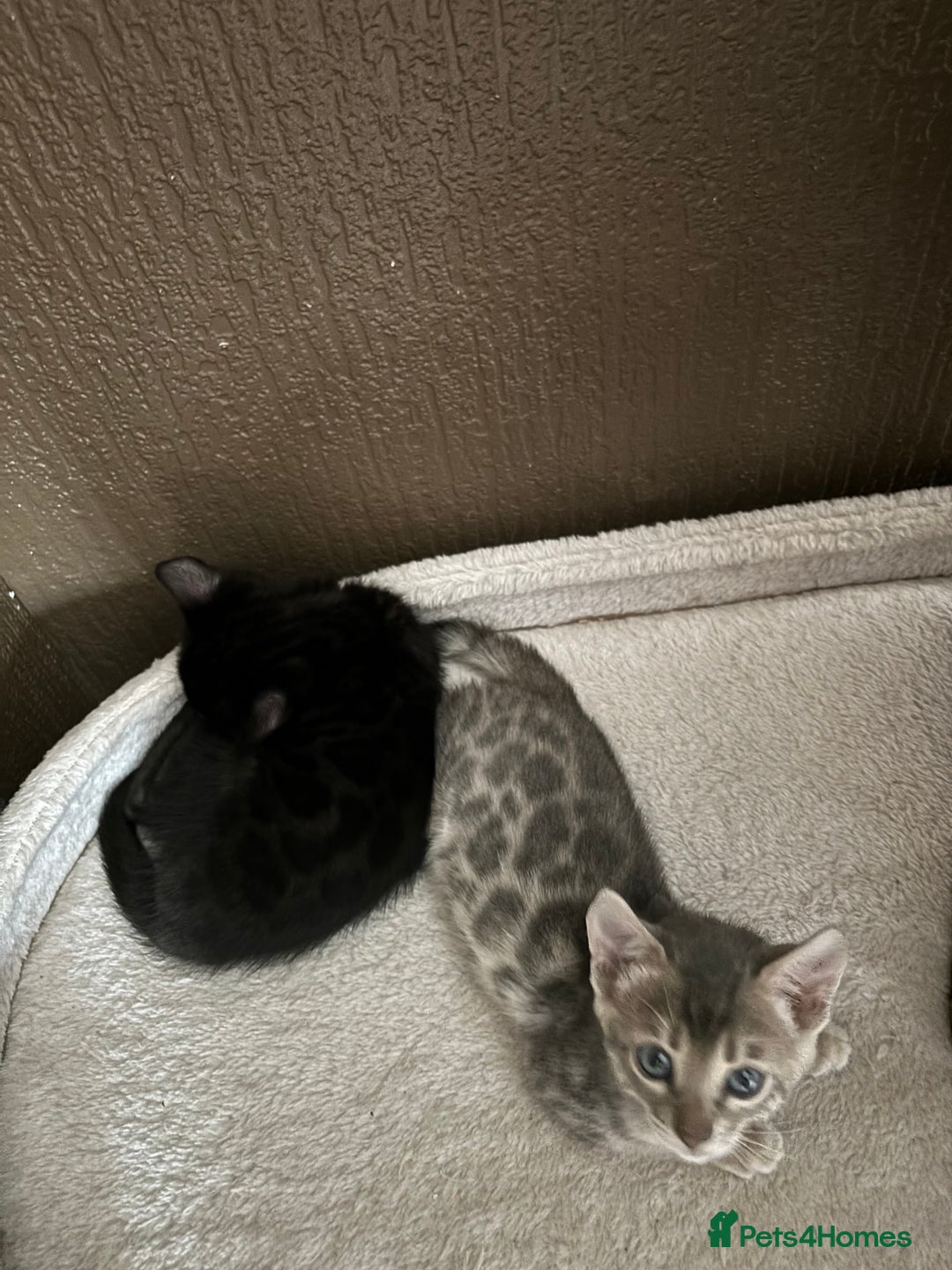 Bengal cats for sale: STUNNING BENGAL KITTENS  - Image 7