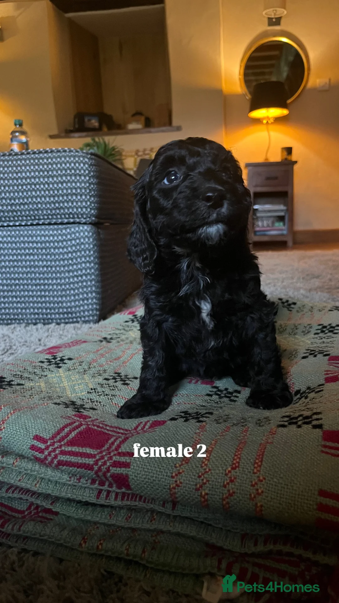 Mixed Breed dogs for sale: *READY TO GO* Sprockapoo puppies 🐶 🏠  - Advert 2