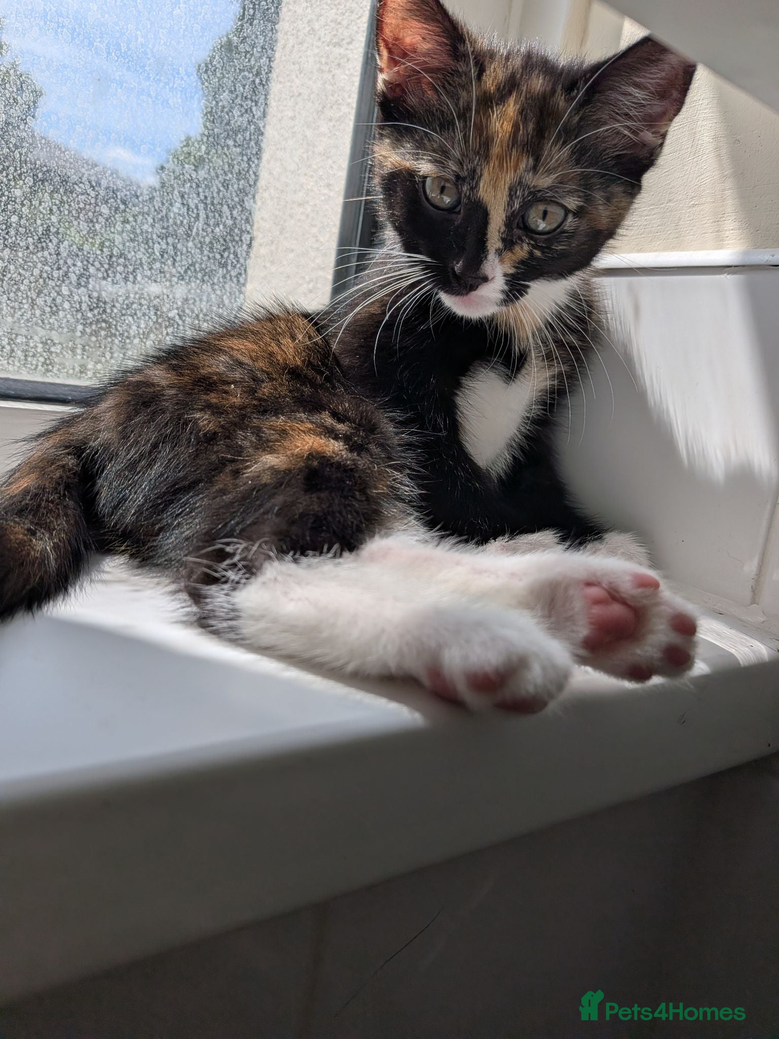 Mixed Breed cats Tortie kitten available  - Advert 11