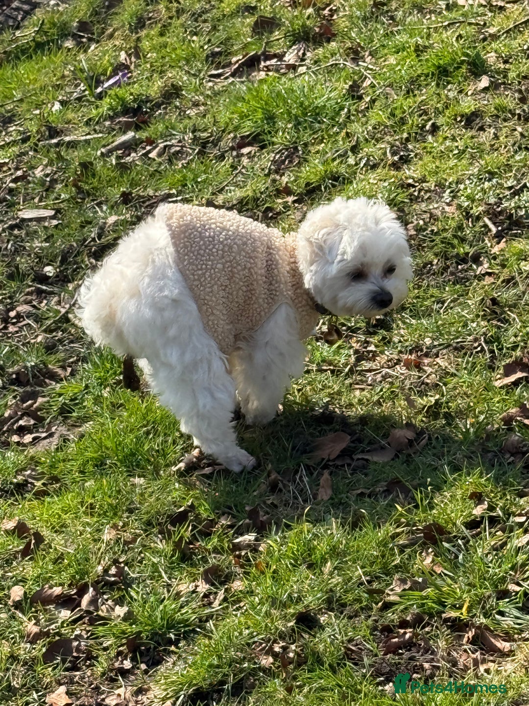 Maltese dogs for stud: LONDON Male for Breeding - STUD ❤️🐶  - Advert 4