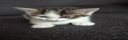 Mixed Breed cats for sale: Beautiful kittens  - Advert 2