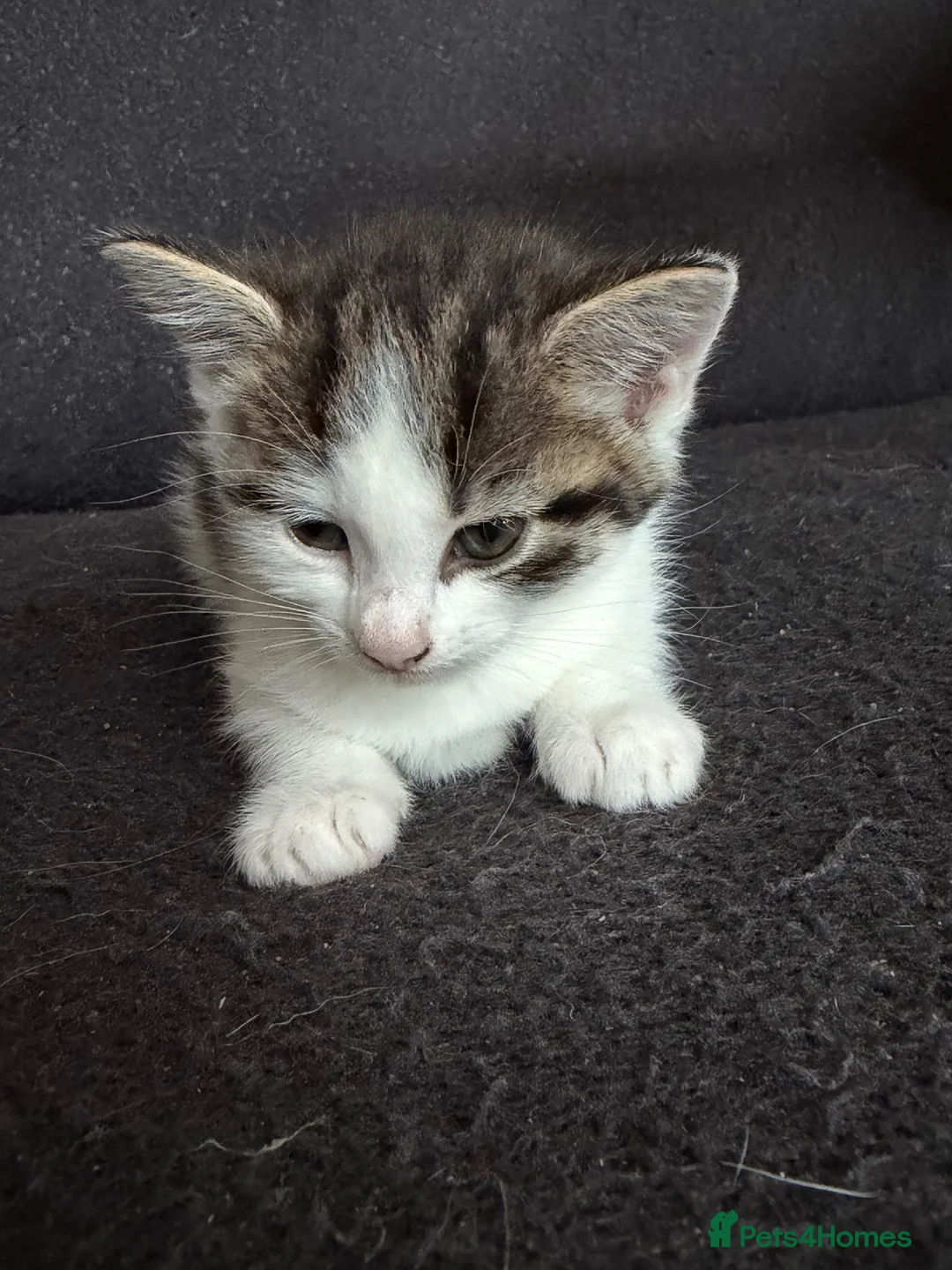 Mixed Breed cats for sale: Beautiful kittens  - Advert 2