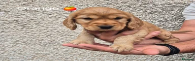 Cocker Spaniel 5