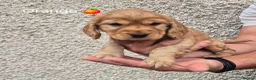 Cocker Spaniel dogs for sale: Cocker spaniel puppies  - Advert 7