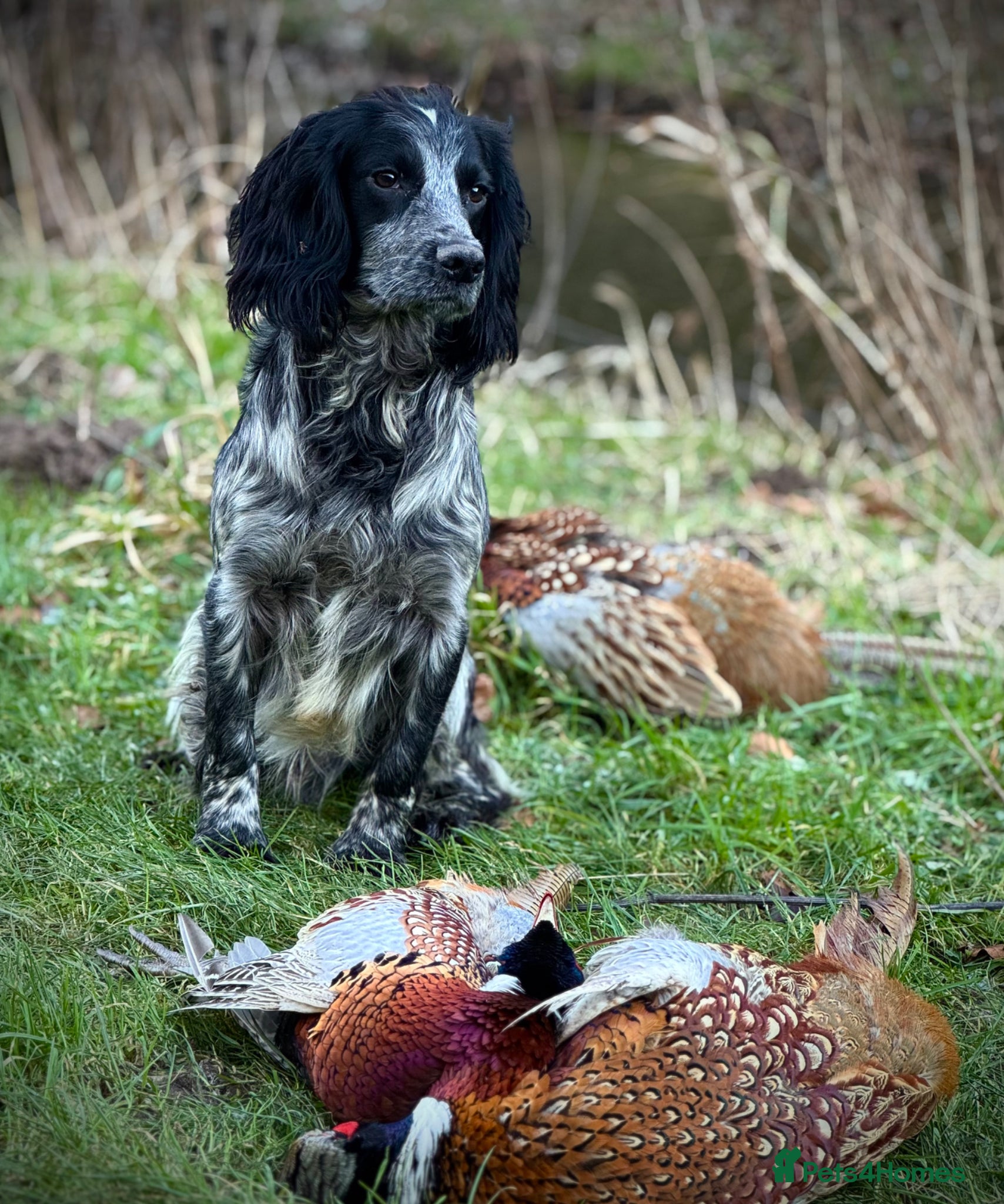 Cocker Spaniel dogs Stunning Homebred Blue Roan at Stud - Advert 9