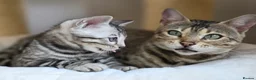 Bengal cats for sale: Gorgeous Rosetted Bengal Kittens  in Congleton - Advert 2