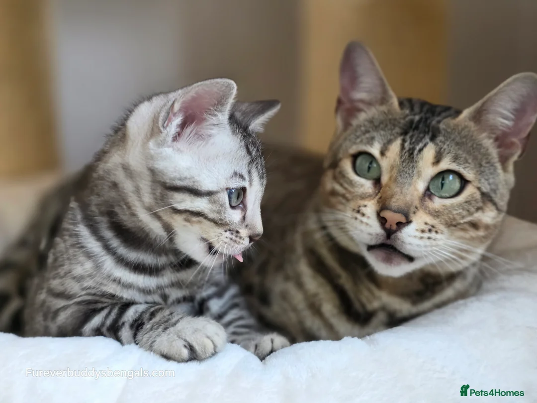 Bengal cats for sale: Gorgeous Rosetted Bengal Kittens  in Congleton - Advert 2