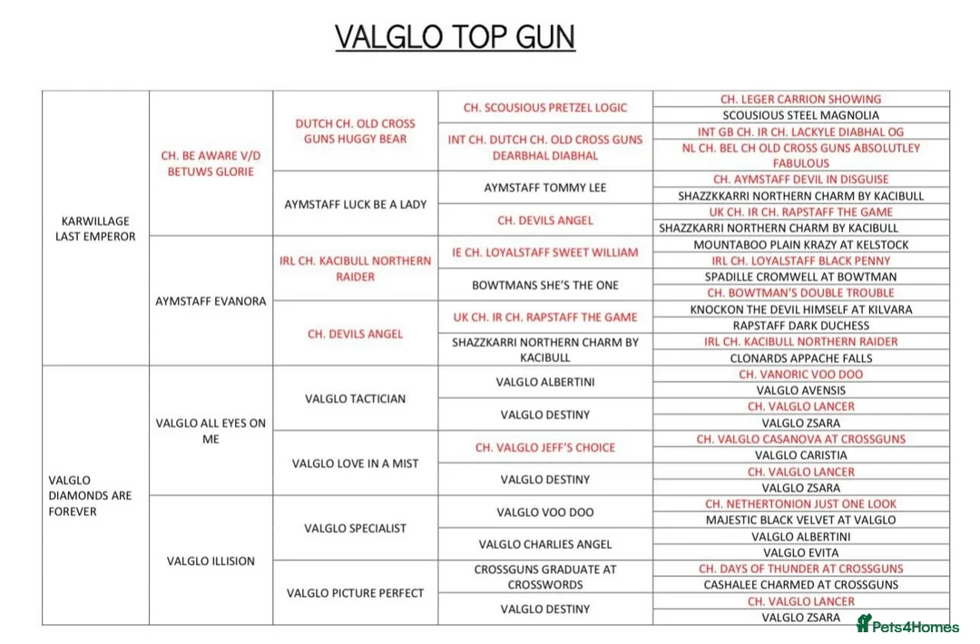 Staffordshire Bull Terrier dogs for stud: VALGLO TOP GUN -BLUE CARRIER in Dudley - Advert 7