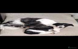 Mixed Breed dogs for sale: Male Lhasa Jack 11 weeks old - Image 2