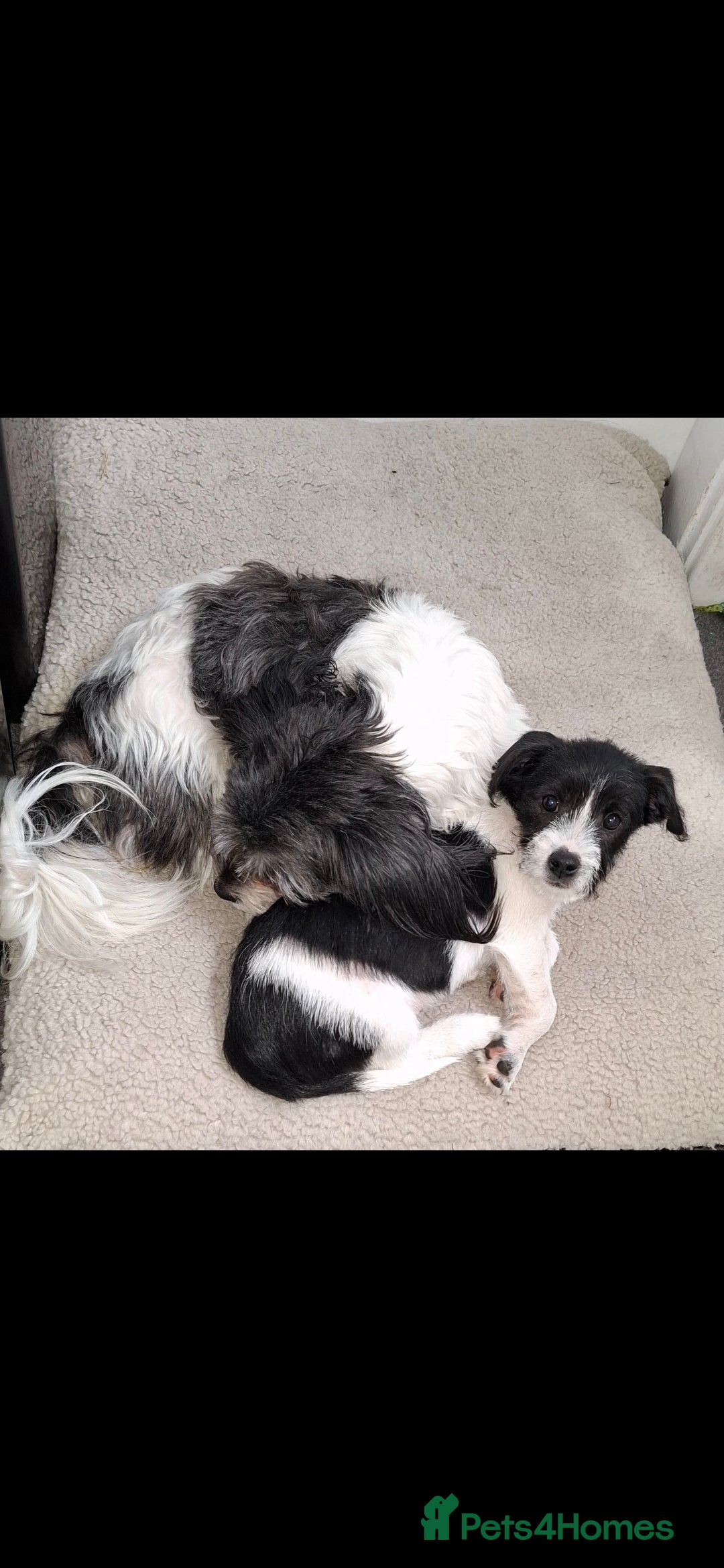 Mixed Breed dogs for sale: Male Lhasa Jack 11 weeks old - Image 2