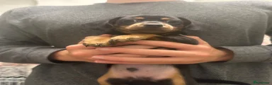 Black and Tan Boy 