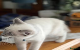 Ragdoll cats for sale: Blue mitted and bicolour ragdolls - Image 24