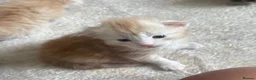 Maine Coon cats for sale: Pure mainecoon kittens  - Advert 7
