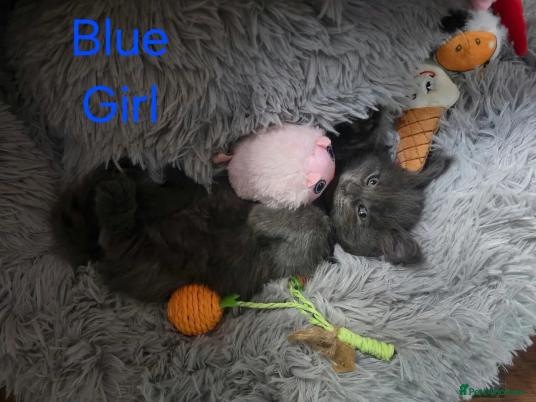 Maine Coon cats for sale: Maine Coon Kittens  in Aberdare - Advert 2