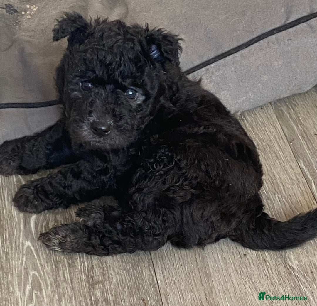Hungarian Pumi dogs for sale: Rare Breed  - Advert 13
