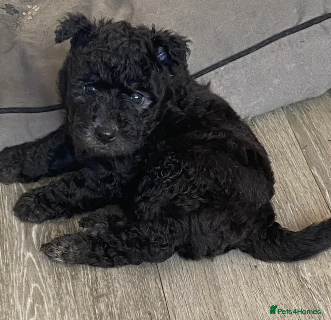 Hungarian Pumi dogs for sale: Rare Breed  - Advert 13