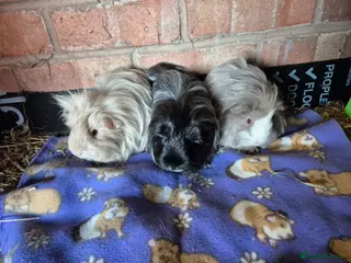 Guinea Pig rodents Beautiful Female Sheltie Sows - Advert 1