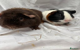 Guinea Pig rodents for sale: Bonded Male Guinea Pigs - Advert 2