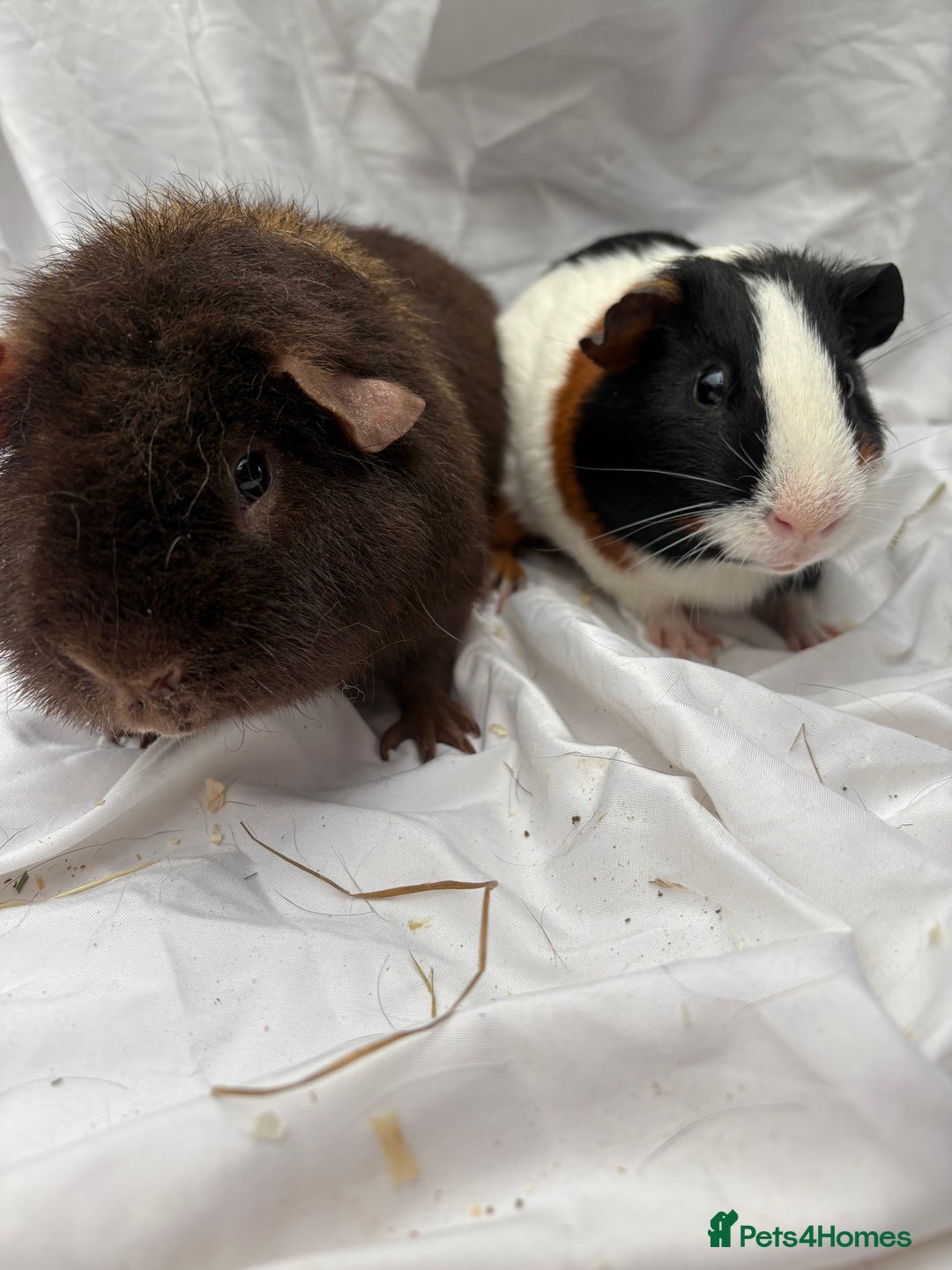 Guinea Pig rodents for sale: Bonded Male Guinea Pigs - Advert 2