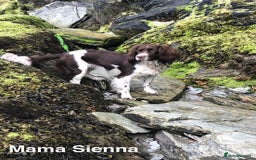 English Springer Spaniel dogs for sale: 5th Gen Springers: Purebred, 7th litter, 36 total - Image 3