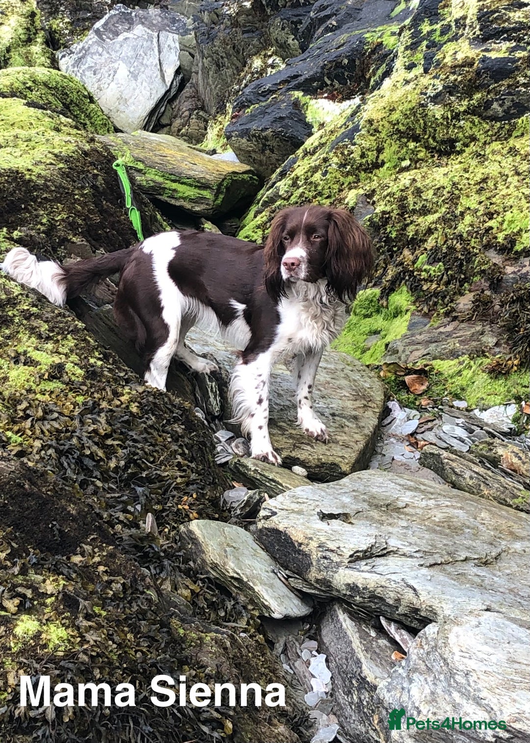 English Springer Spaniel dogs for sale: 5th Gen Springers: Purebred, 7th litter, 36 total - Image 3