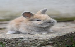 Angora rabbits for sale: French Imported Pedigree English Angoras - Image 6
