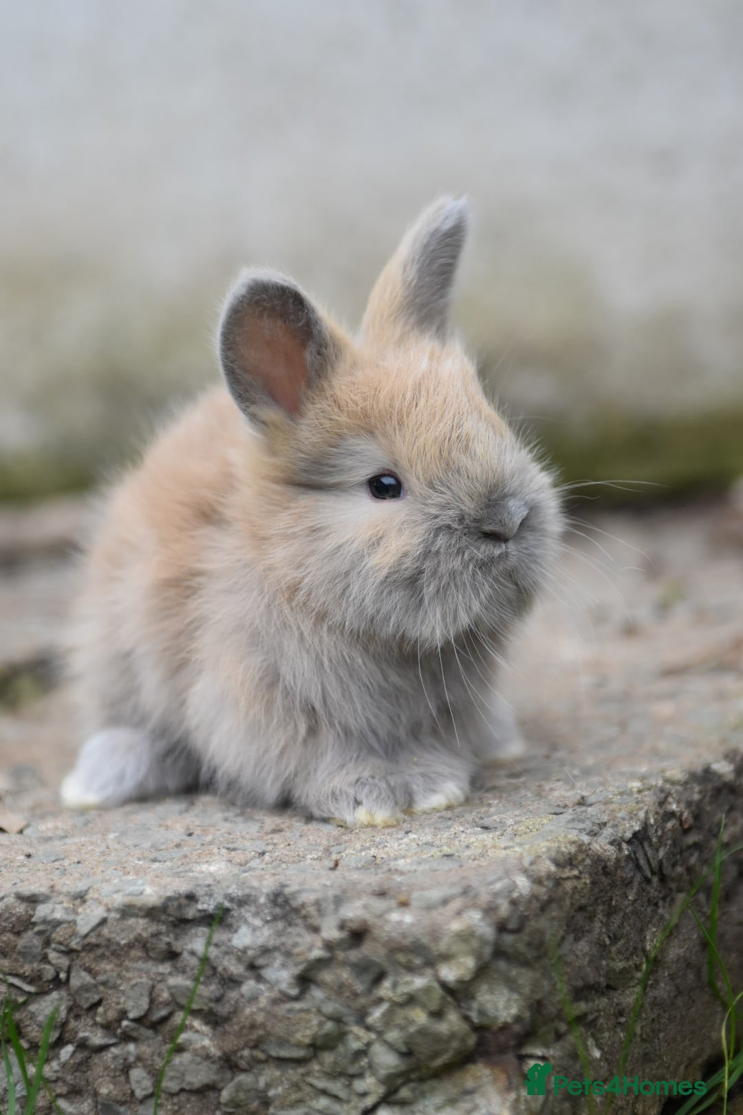 Angora rabbits for sale: French Imported Pedigree English Angoras - Image 6