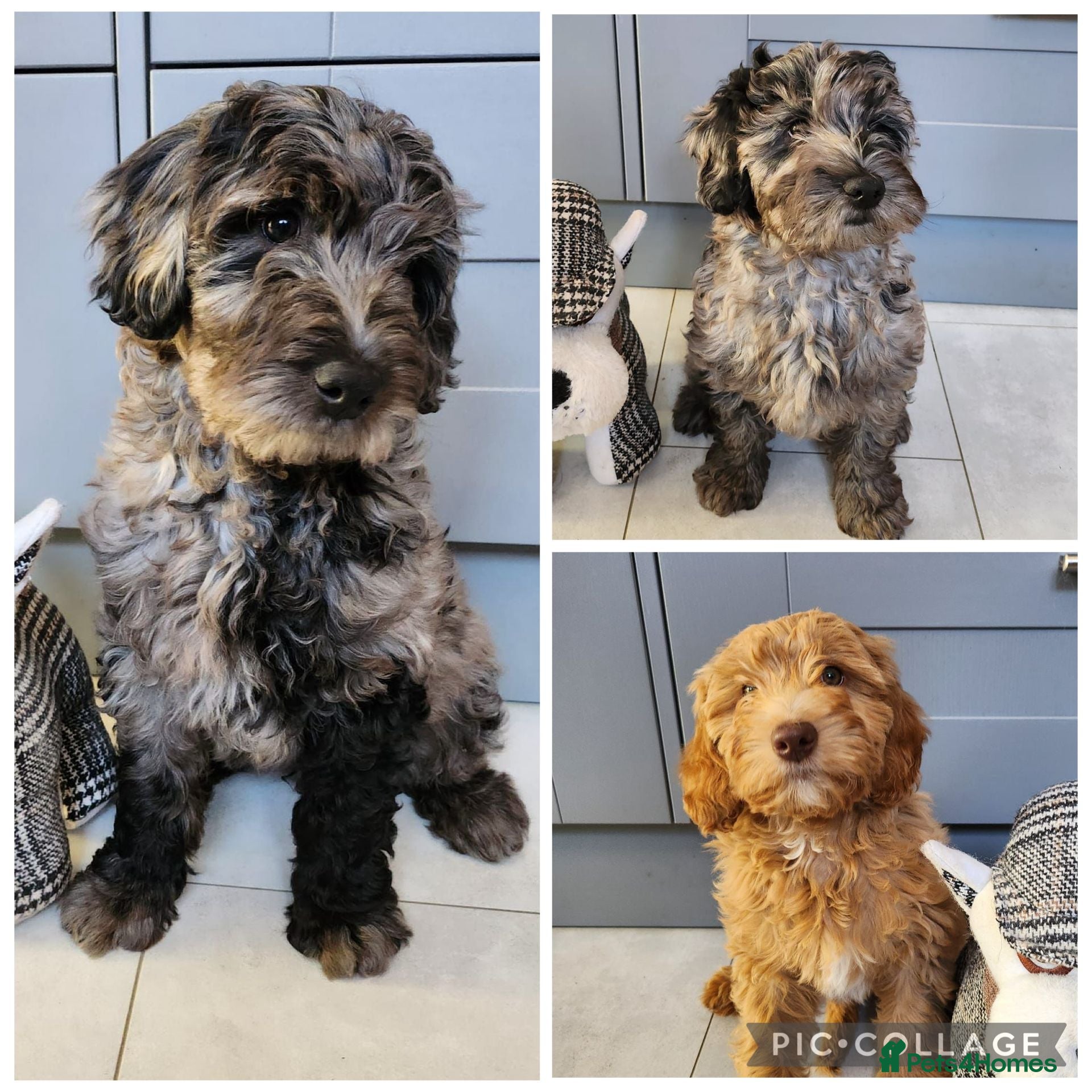 Australian Labradoodle dogs *READY TO GO* 💕Australian Labradoodle Puppies💕 - Advert 3